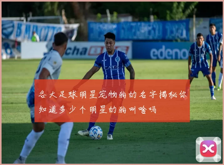 各大足球明星宠物狗的名字揭秘你知道多少个明星的狗叫啥吗